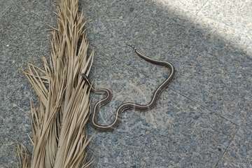 Una serpiente real de 'paseo' por La Herradura (Telde)/TA.